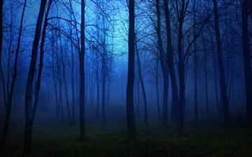 Night In The Forest All Mac wallpaper