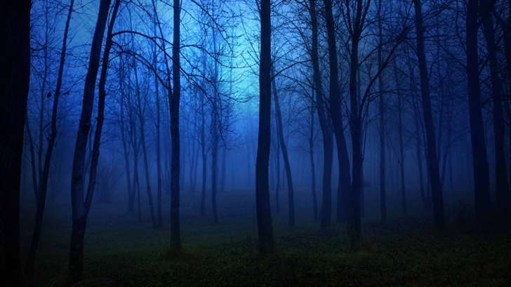 Night In The Forest Mac Wallpaper