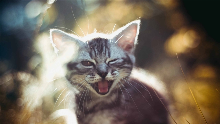 Smile Cat Mac Wallpaper