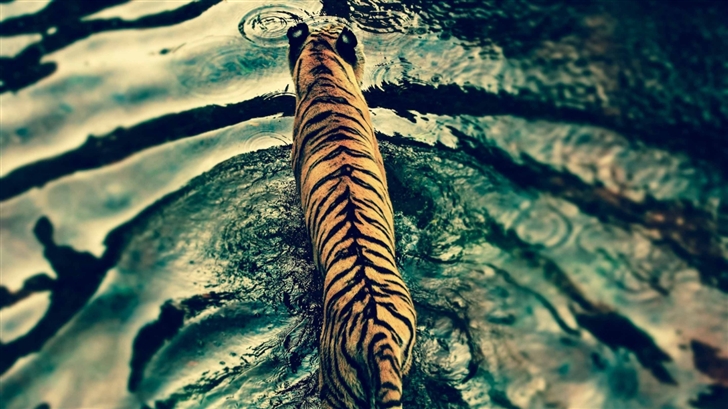 Tiger In Water Mac Wallpaper