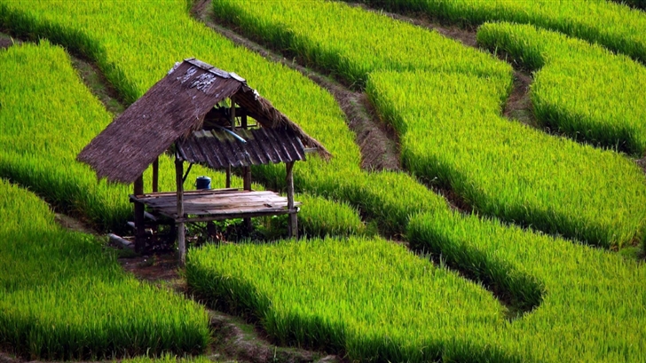 Rice Field Landscape Mac Wallpaper