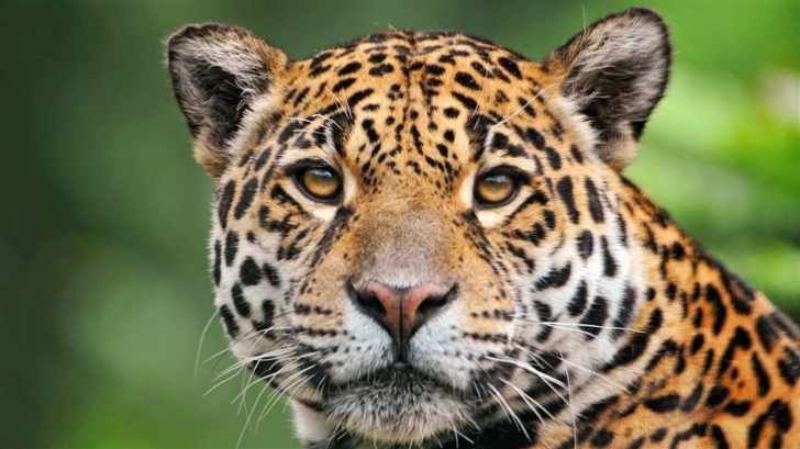 Jaguar Face Mac Wallpaper