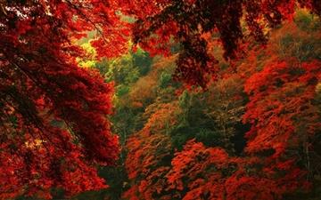 Red And Green Forest All Mac wallpaper