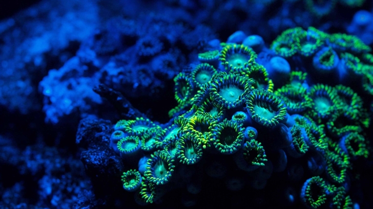 Zoanthids Coral Mac Wallpaper