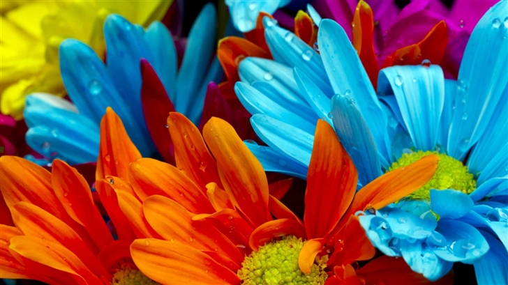 Colorful Flowers Mac Wallpaper