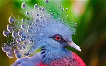 Victoria Crowned Pigeon All Mac wallpaper