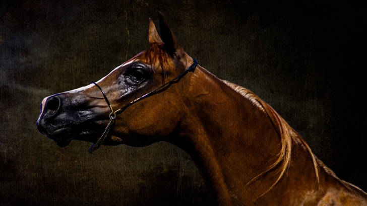 Arabian Horse Mac Wallpaper