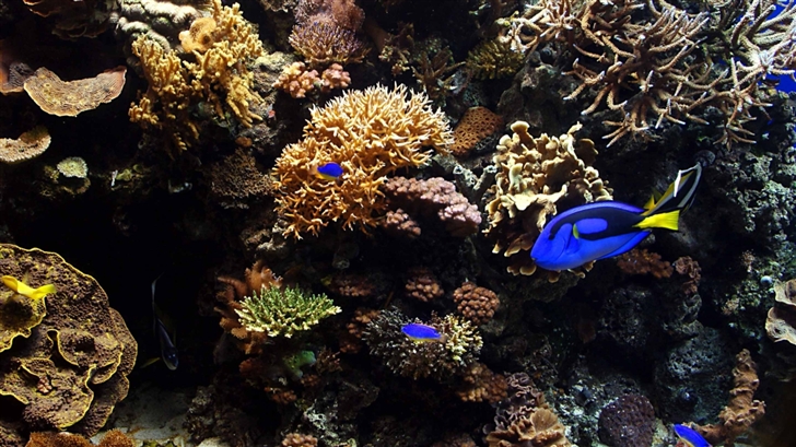AquariumFish Mac Wallpaper