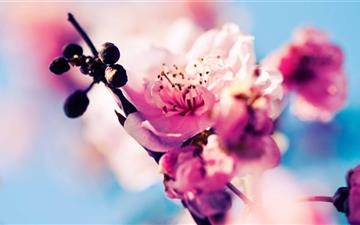 Beautiful Cherry Blossom All Mac wallpaper