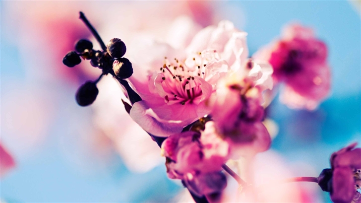 Beautiful Cherry Blossom Mac Wallpaper