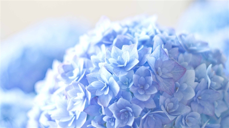 Blue Hortensia Flower Mac Wallpaper