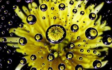 Flower Water Drop Reflection All Mac wallpaper