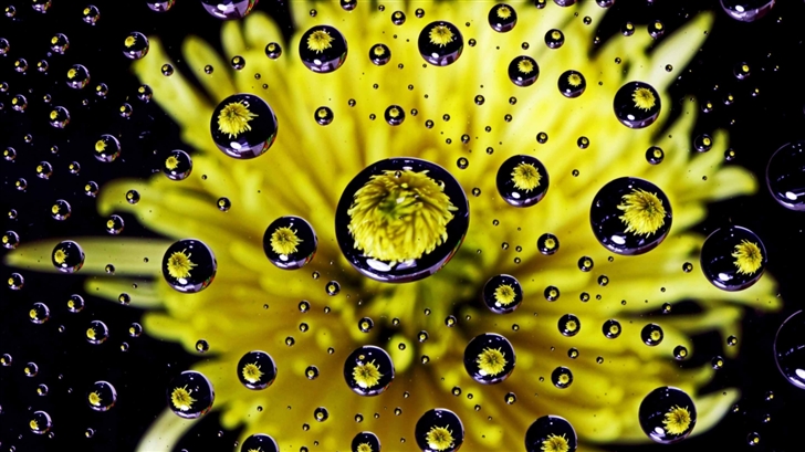 Flower Water Drop Reflection Mac Wallpaper