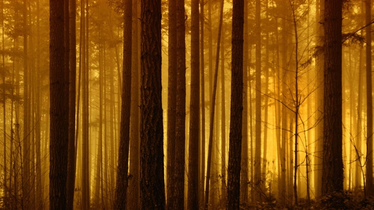 Foggy Forest Sunrise Mac Wallpaper