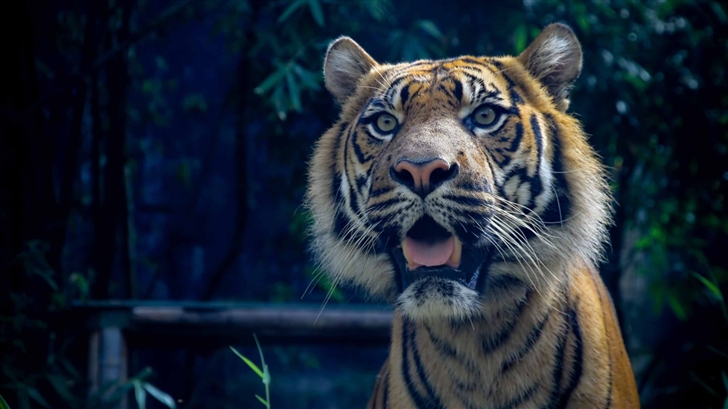 Sumatran Tiger Mac Wallpaper