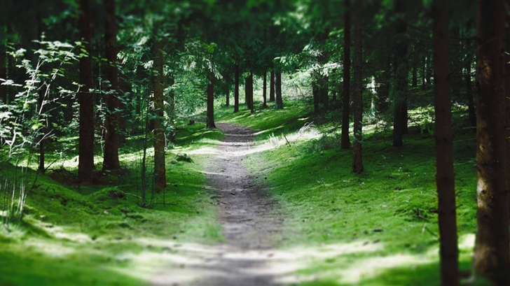 Swedish Forest Path Mac Wallpaper