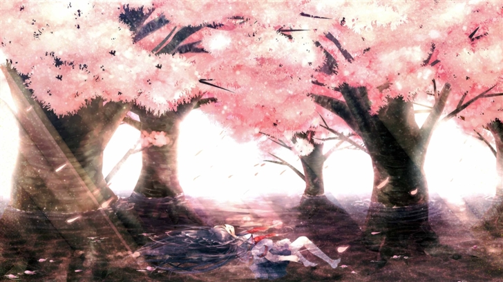 Cherry Tree Blossoms Mac Wallpaper
