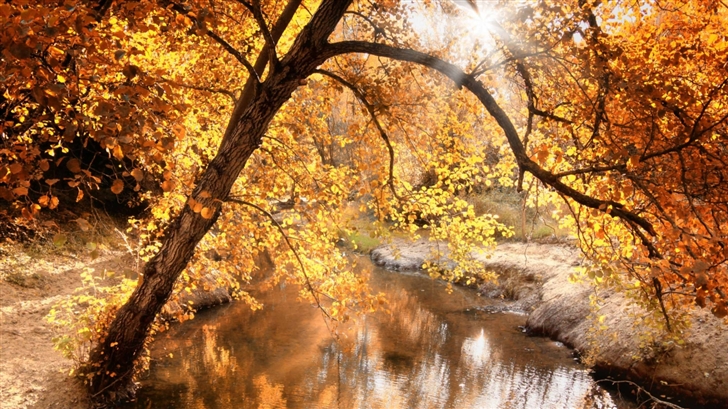 Creek Autumn Mac Wallpaper