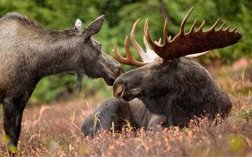 Alaskan Moose Pair All Mac wallpaper