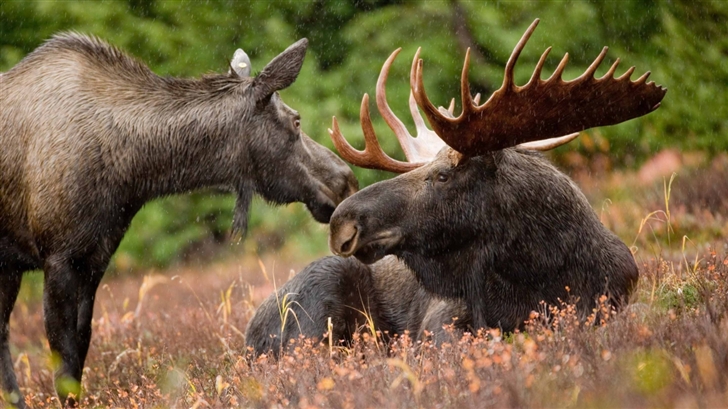 Alaskan Moose Pair Mac Wallpaper