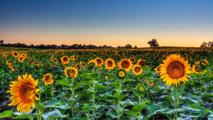 Sunflower Field Sunset Mac Wallpaper