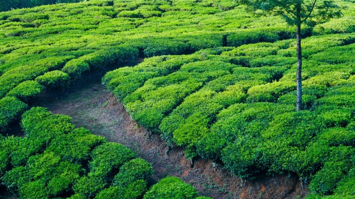 Green Tea Field Mac Wallpaper