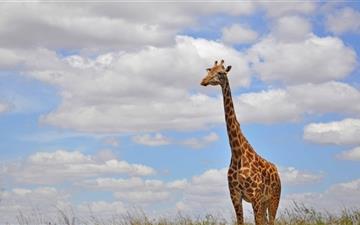 Giraffe In Nairobi Park All Mac wallpaper