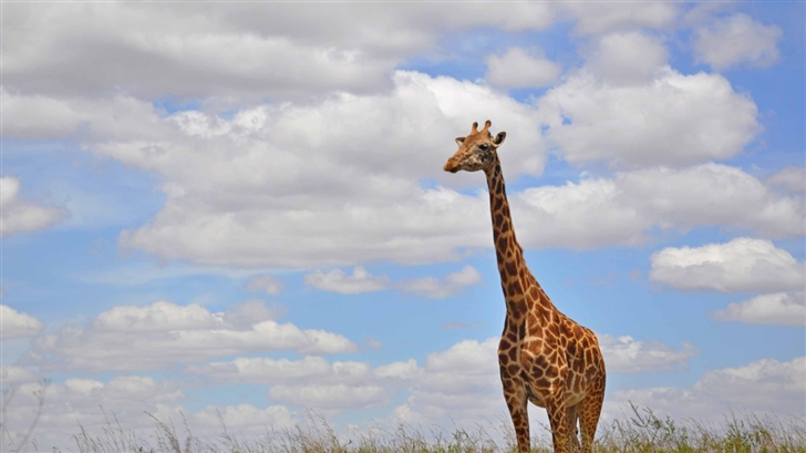 Giraffe In Nairobi Park Mac Wallpaper