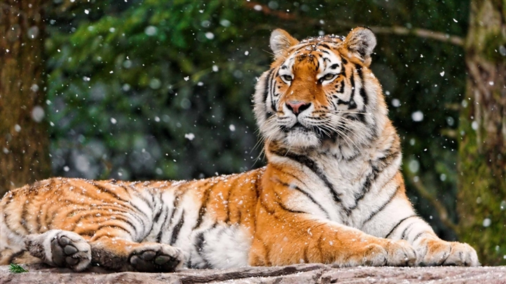 Siberian Tigress Mac Wallpaper