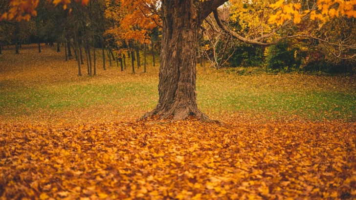 Autumn Tree Mac Wallpaper