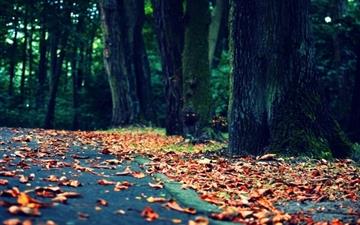 Leaves On The Road All Mac wallpaper