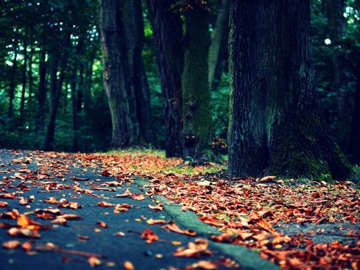Leaves On The Road Mac Wallpaper