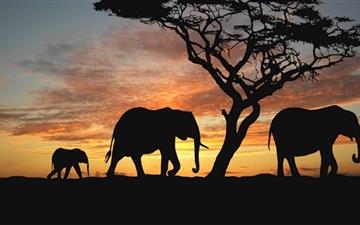 Savannah Elephants MacBook Air wallpaper