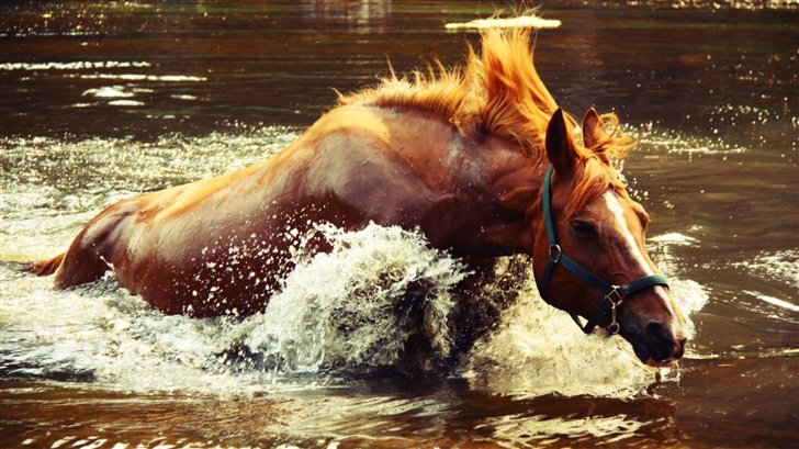 Horse In Water Mac Wallpaper
