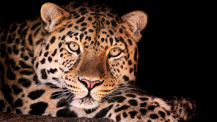 Magnificent Leopard Mac Wallpaper