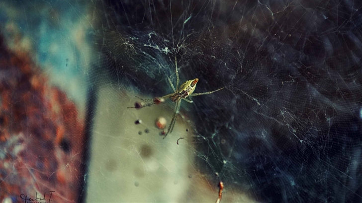 Spider Web Mac Wallpaper
