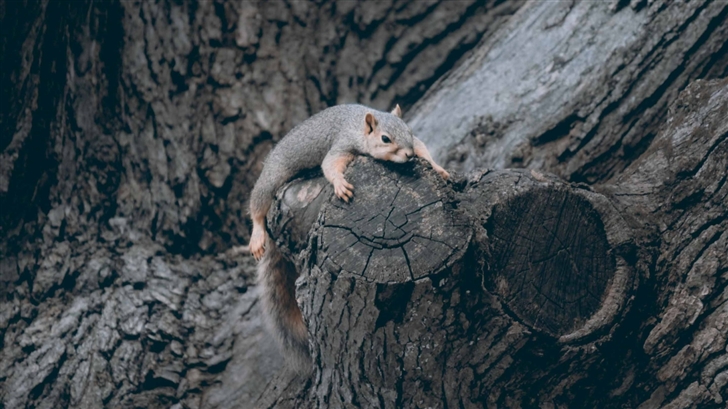 Exhausted Squirrel Mac Wallpaper