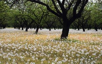 Beautiful Dandelion Field All Mac wallpaper