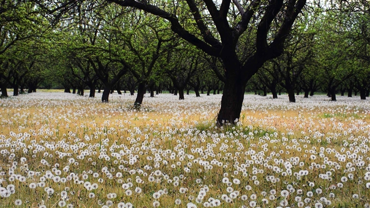 Beautiful Dandelion Field Mac Wallpaper