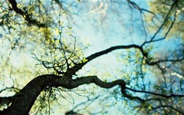 Branches Spring All Mac wallpaper