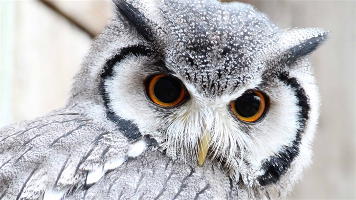 Cute Owl Mac Wallpaper
