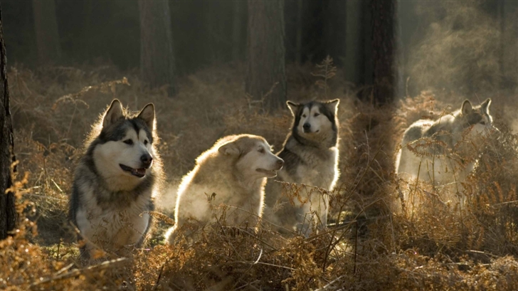 Huskies Group In The Forest Mac Wallpaper