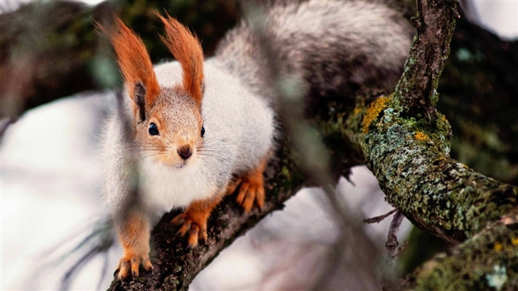 Nimble Squirrel Mac Wallpaper
