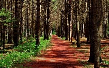 Path In The Forest All Mac wallpaper