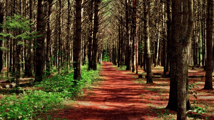 Path In The Forest Mac Wallpaper