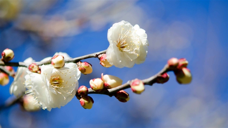 Plum Blossoms Mac Wallpaper