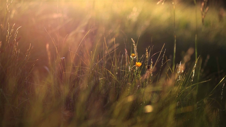 Two Yellow Flowers And Grass Mac Wallpaper