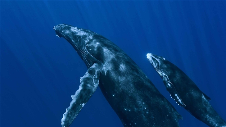 Underwater Whales Mac Wallpaper