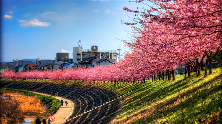 Sakura Along The River Mac Wallpaper