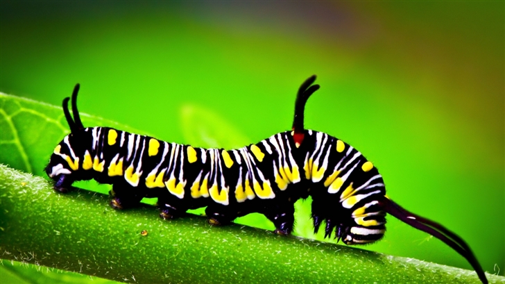 Caterpillar Macro Mac Wallpaper